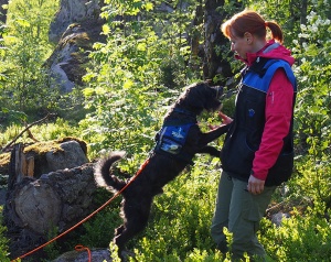 Iro on löytänyt etsittävän kohteen ja tuo rullan suussaan ohjaajalleen.