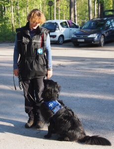 Koiran ja ohjaajan yhteistoimintaa harjoitellaan pitkäjänteisesti viikkoharjoituksissa. Kuvassa australianpaimenkoira Zaki.