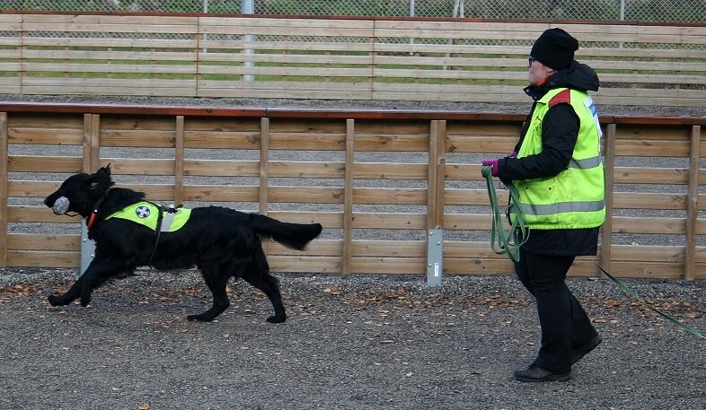Vapepa-koiranäytös kiinnosti oppilaita, kuva: Mika Korppinen