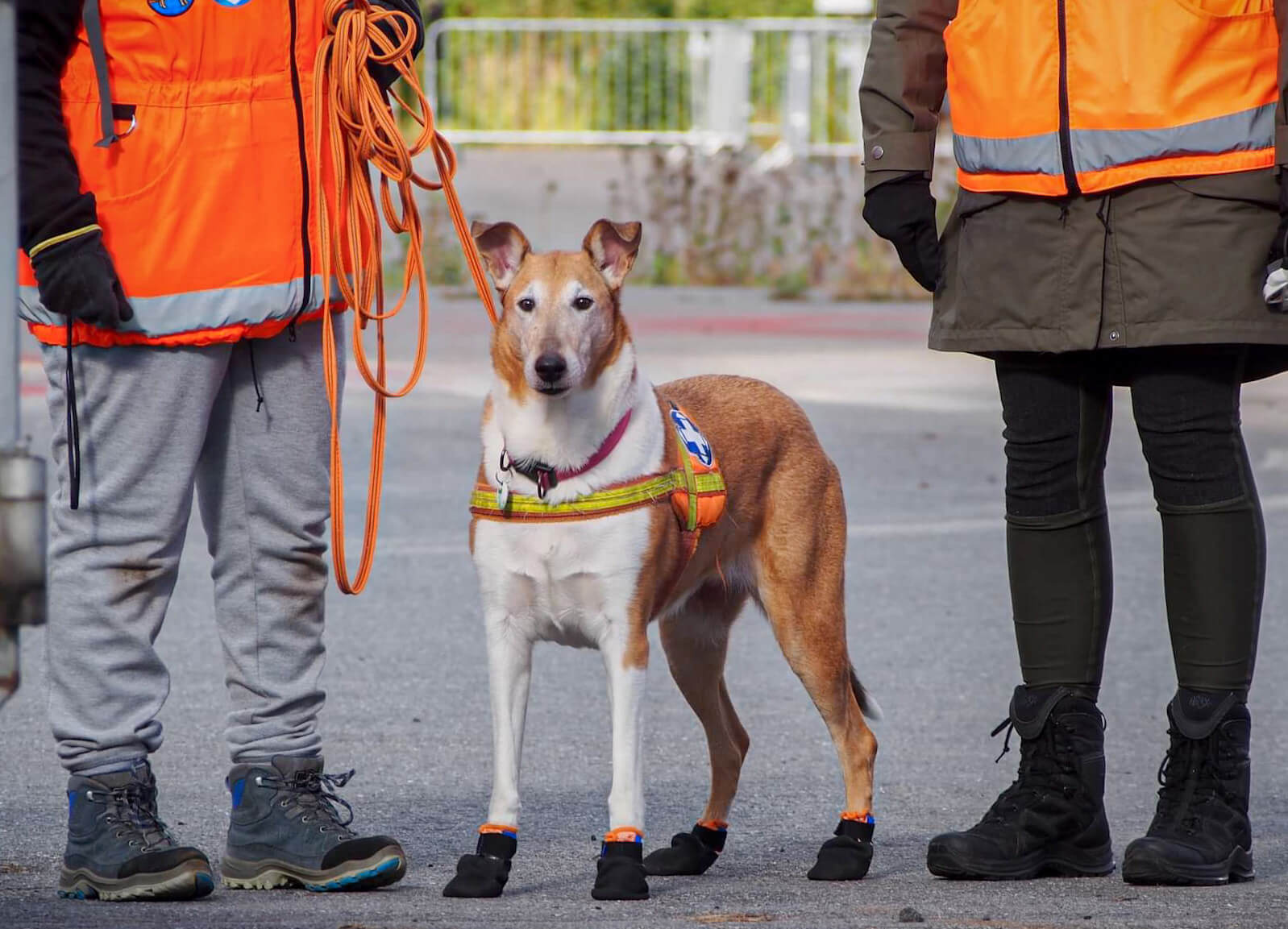 Hajuaistinsa, ketteryytensä ja kestävyytensä ansioista pelastuskoira on tehokas apuri kadonneen henkilön etsinnöissä. Kuva: Karhuseudun Etsintäkoirat ry, Päivi Kuusela.